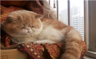 异国短毛猫生病了什么状态