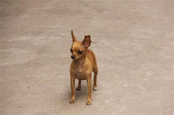 迷你杜宾犬什么时候产仔