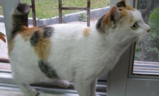 怎么看日本短尾猫多大了 怎么看日本短尾猫多大了