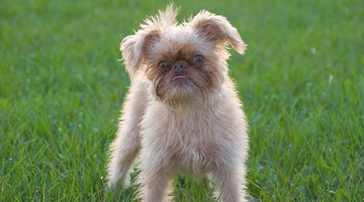 布鲁塞尔格里芬犬一般有多高 布鲁塞尔格里芬犬一般有多高