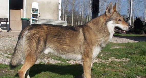 捷克狼犬一般有多高