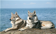 捷克狼犬哪种颜色好