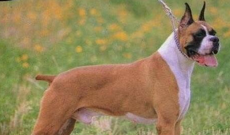 拳狮犬吐了需要怎么办 拳狮犬吐了需要怎么办