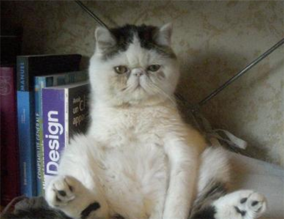 异国短毛猫的缺点是什么
