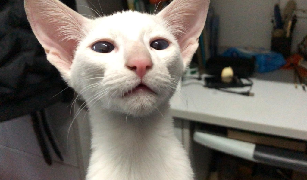 东方短毛猫会发腮吗