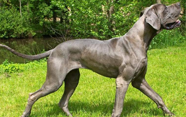 新斯科舍猎鸭犬训练技巧