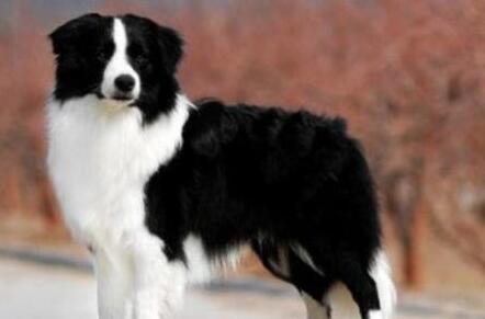 菲利犬吃多了拉稀怎么办 菲利犬吃多了拉稀怎么办