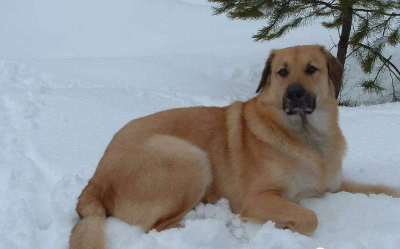 奇努克犬一般有多高