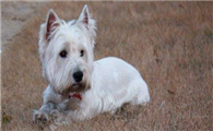 西高地犬该怎么喂养