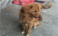 斯科舍诱鸭寻回犬窝咳应该怎么办