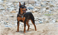 德国宾沙犬饲养有什么注意点