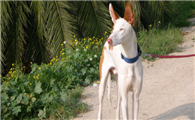 依比沙猎犬喜欢什么