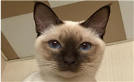 东奇尼猫为什么要绝育