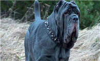 什么东西纽波利顿獒犬不能吃