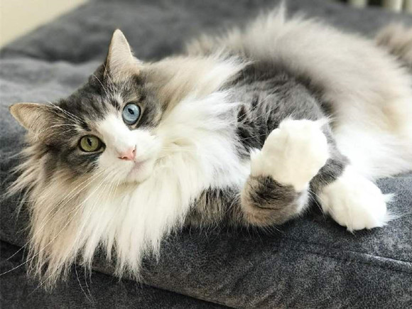 挪威森林猫生病了怎么办 挪威森林猫生病了怎么办