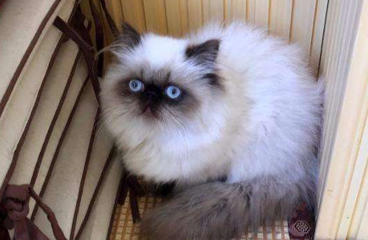 喜马拉雅猫有什么缺点