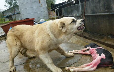 中亚牧羊犬的体重是多少