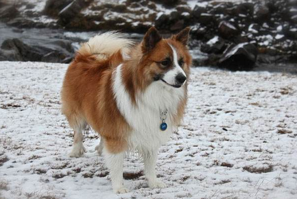 冰岛牧羊犬窝咳应该怎么办 冰岛牧羊犬窝咳应该怎么办