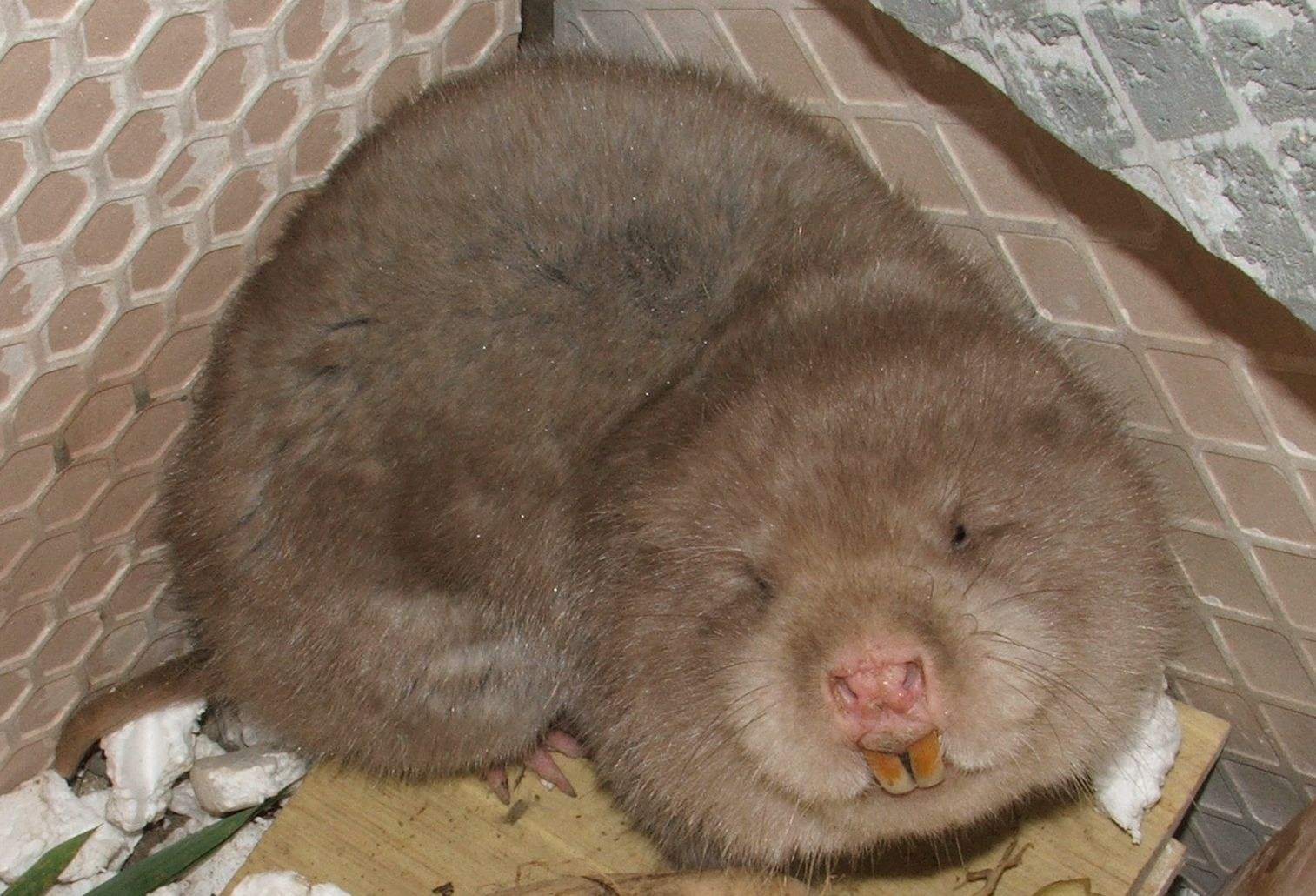 中华竹鼠温顺吗-宠物网问答