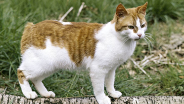 曼岛无尾猫智商怎么样 曼岛无尾猫智商怎么样