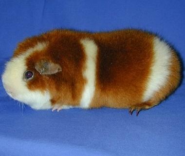 黄金缎毛天竺鼠的寿命有多长