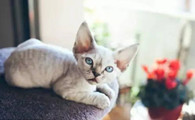 德文卷毛猫应该如何训练