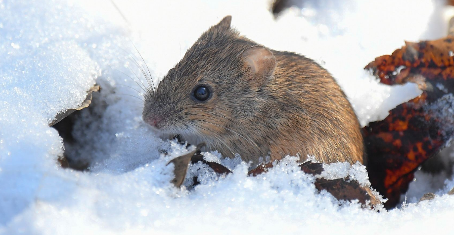大林姬鼠的寿命有多长