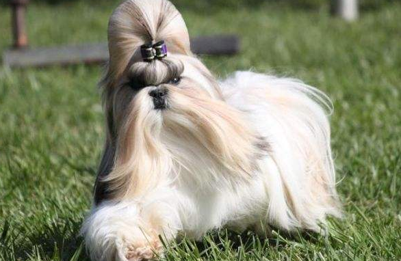 西施犬怎么训练才听话