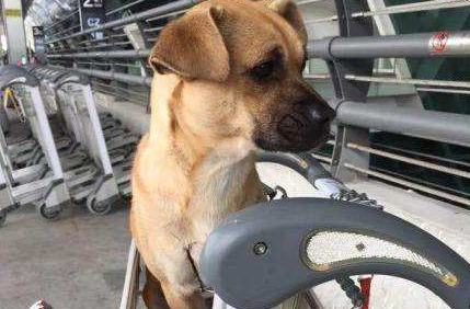 奇努克犬一般多少钱