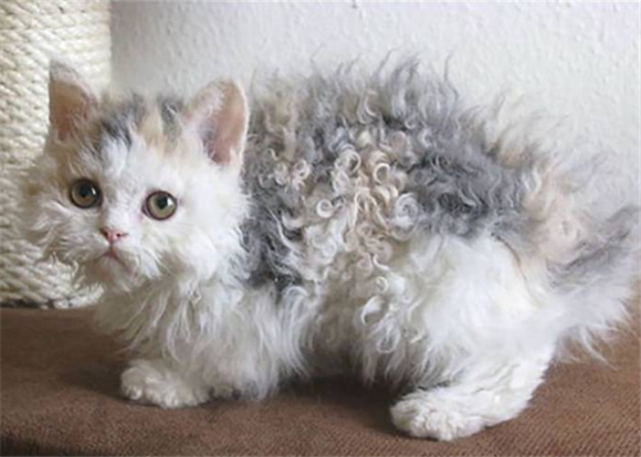 电烫卷猫的缺点是什么