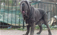 纽波利顿獒犬有哪些喜好