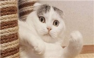 折耳猫寿命多久