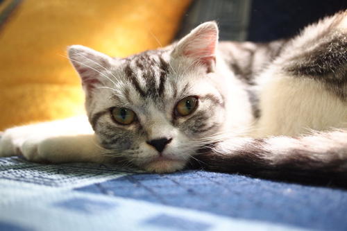 斯可可猫一般能活多久
