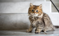 金吉拉猫聪明吗