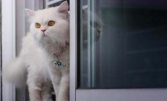 波斯猫应该如何训练