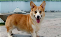 威尔斯柯基犬什么颜色好