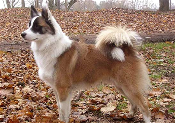 冰岛牧羊犬的体重是多少 冰岛牧羊犬的体重是多少