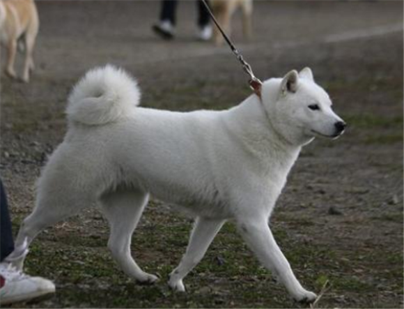 北海道犬需要怎么教 北海道犬需要怎么教