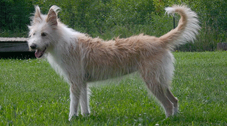 葡萄牙波登可犬起源和介绍