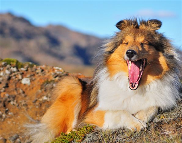 冰岛牧羊犬是哪国的