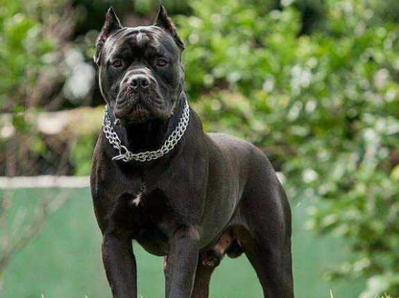 卡斯罗是干什么的