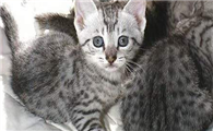 埃及猫聪明吗