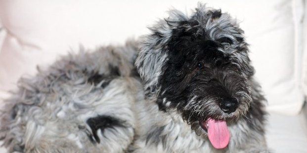 伯格马斯科犬的性格外貌特征