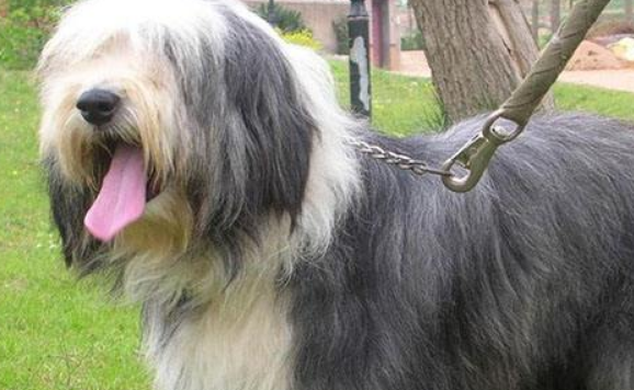 波兰低地牧羊犬需要怎么教