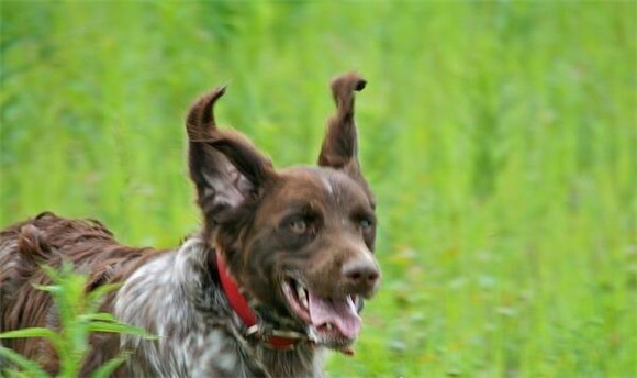 明斯特兰德犬窝咳吃什么药最好