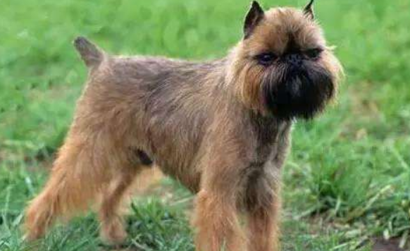 购买布鲁塞尔格里芬犬的注意事项