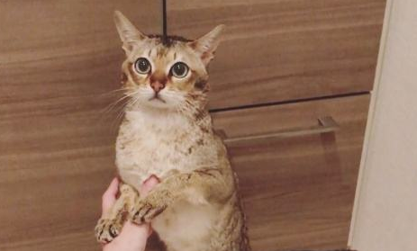 新加坡猫好养吗