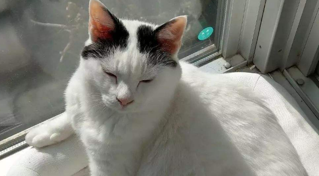 日本短尾猫外形特征