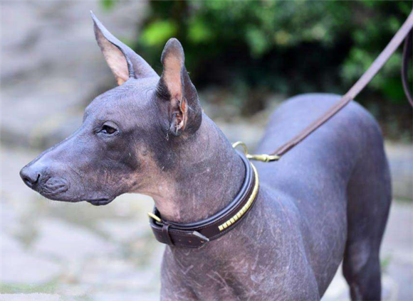 墨西哥无毛犬的生活习性 墨西哥无毛犬的生活习性