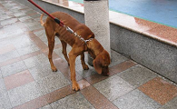 维兹拉犬多少钱一只
